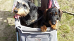 Frieda en Ari, twee grote vriendinnen